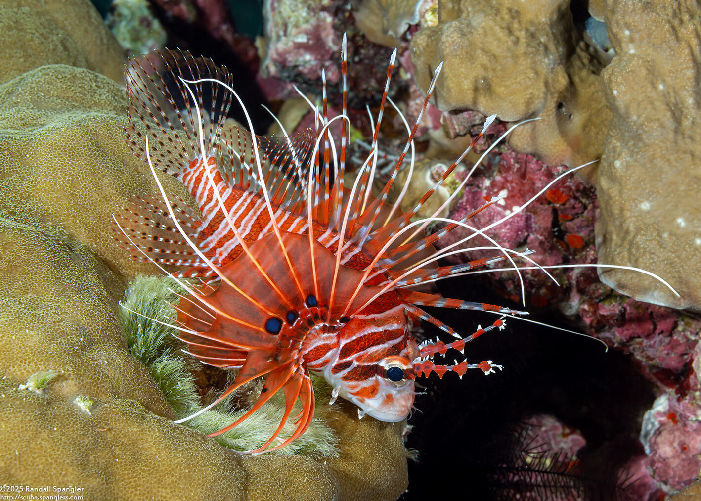 Pterois antennata (Spotfin Lionfish)