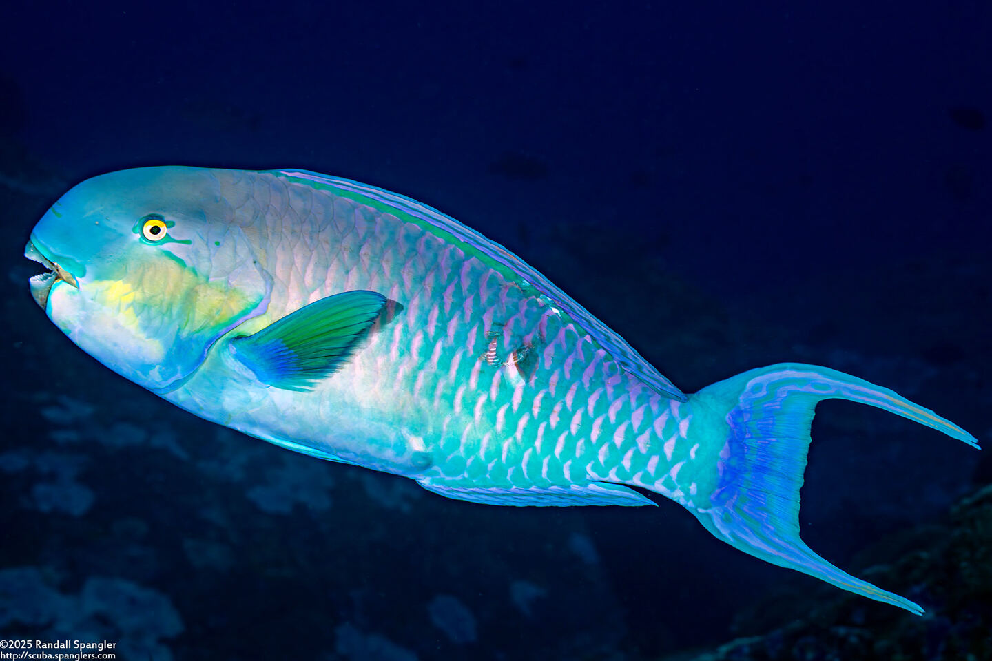 Chlorurus strongylocephalus (Roundhead Parrotfish)
