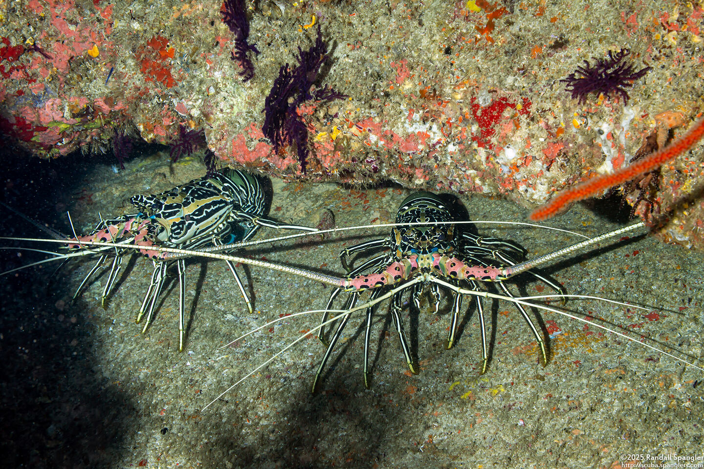 Panulirus versicolor (Painted Spiny Lobster)