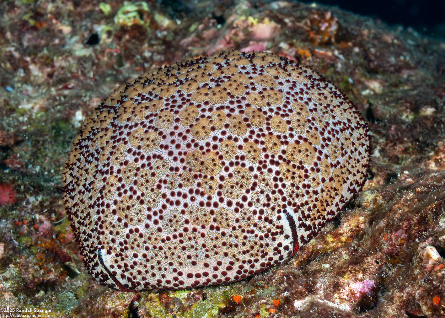 Culcita schmideliana (Spiny Cushion Star)
