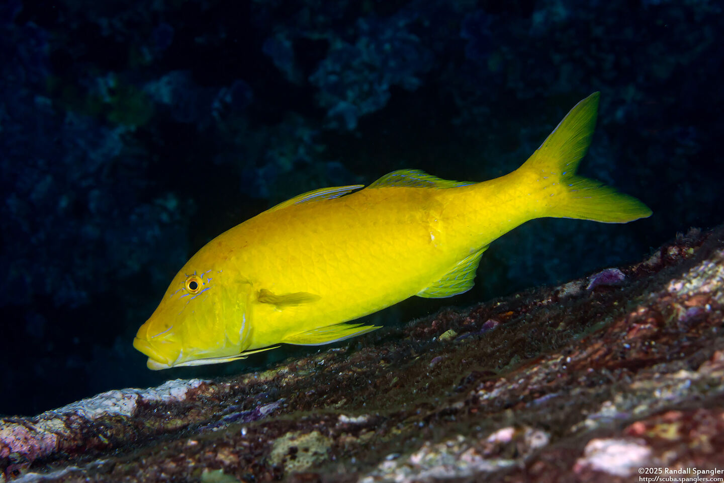 Parupeneus cyclostomus (Goldsaddle Goatfish)