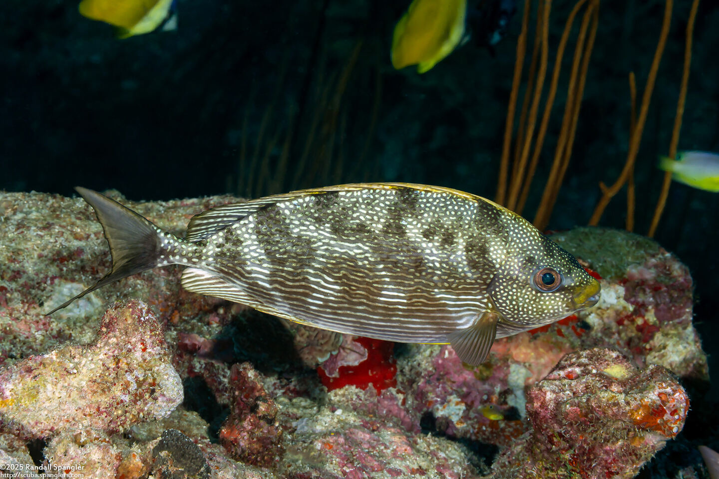Siganus javus (Java Rabbitfish)