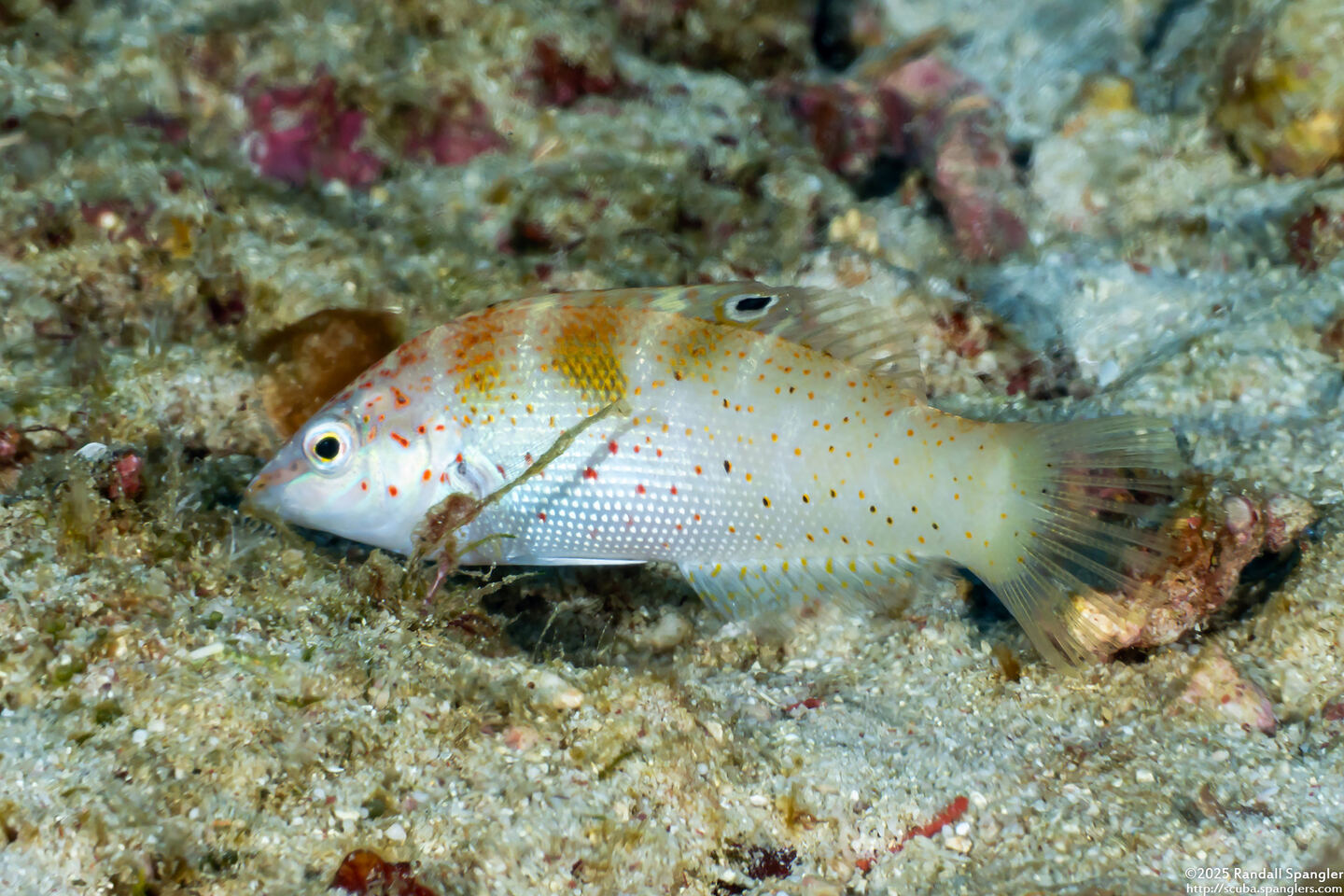 Coris batuensis (Batu Coris)