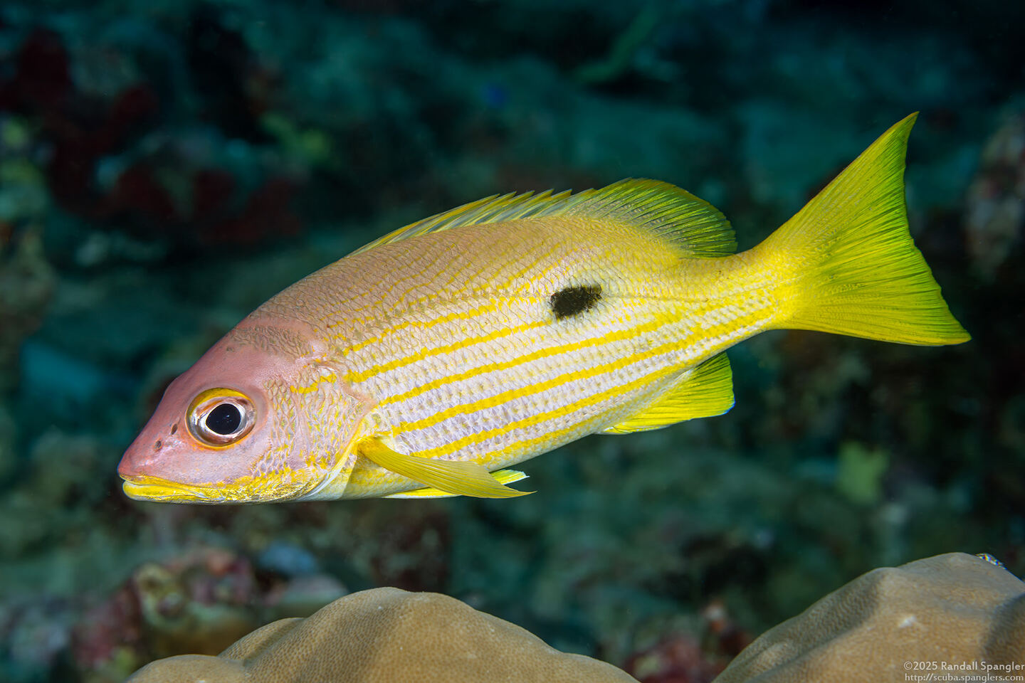 Lutjanus fulviflamma (Longspot Snapper)