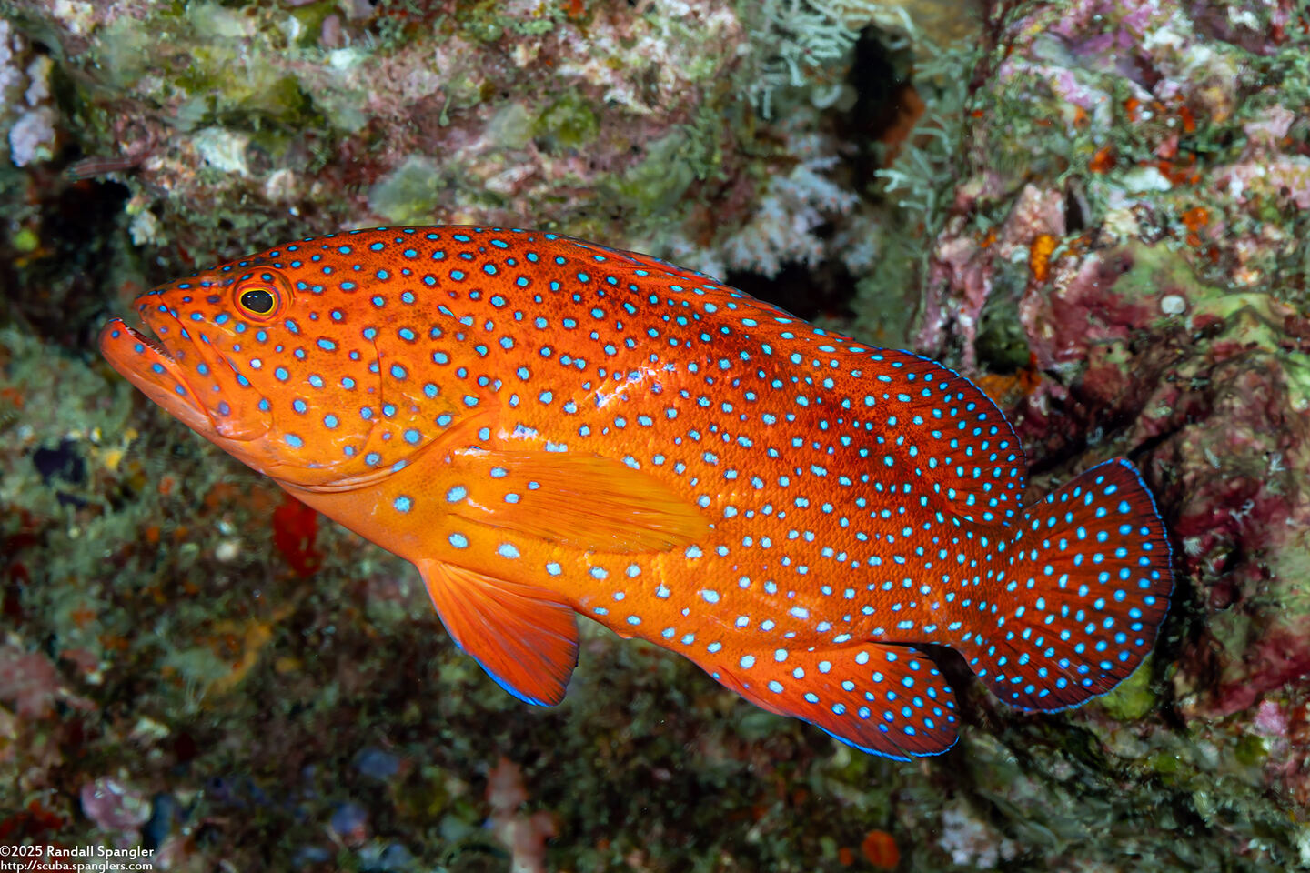 Cephalopholis miniata (Coral Grouper)