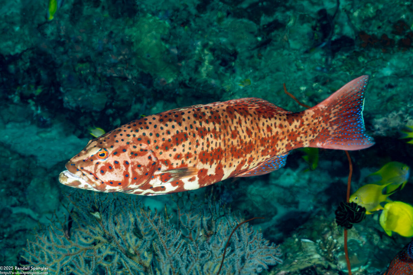 Plectropomus leopardus (Leopard Coral Grouper)
