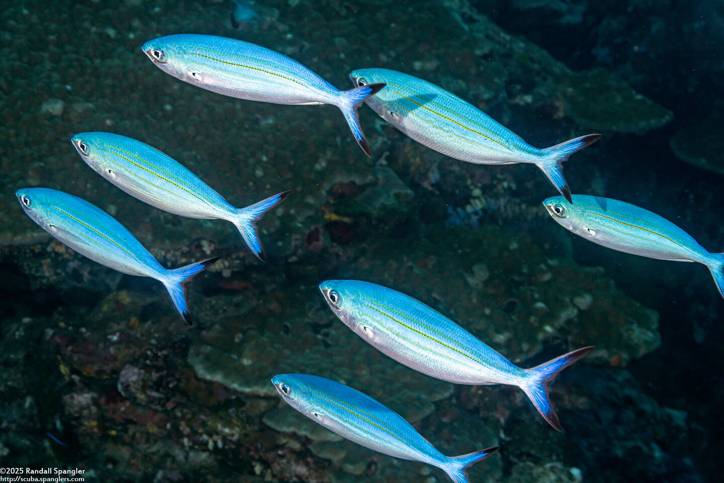 Caesio varilineata (Variable-Lined Fusilier)