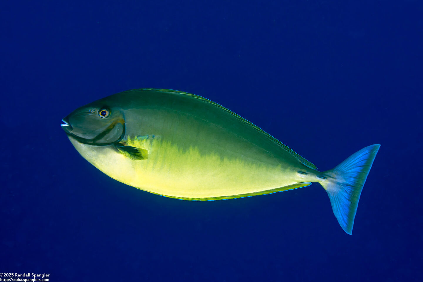 Naso hexacanthus (Sleek Unicornfish)