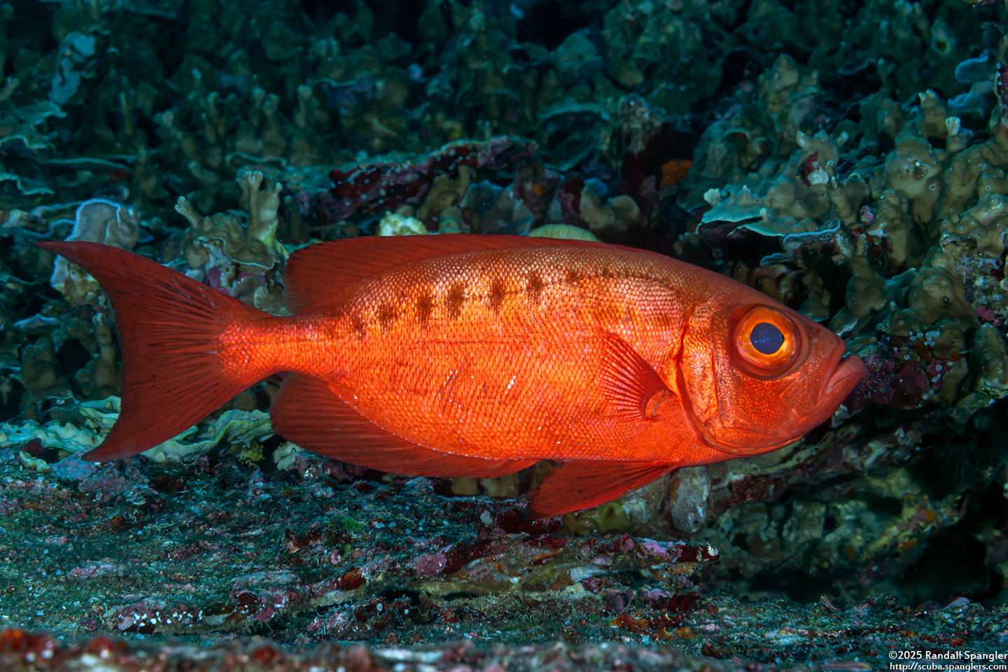 Priacanthus hamrur (Crescent-Tail Bigeye)
