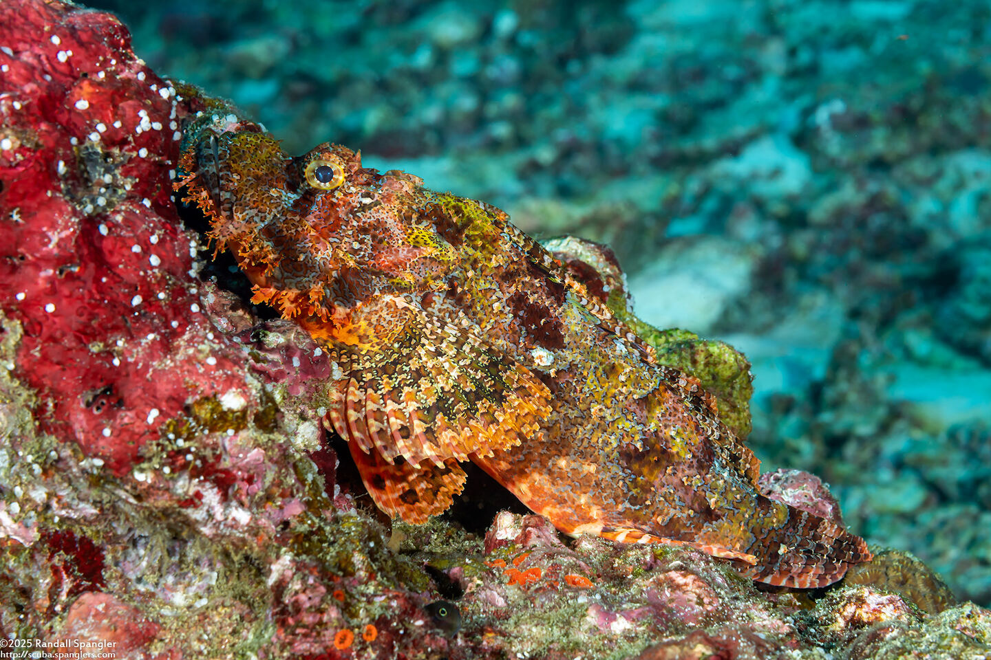 Scorpaenopsis oxycephala (Tasseled Scorpionfish)
