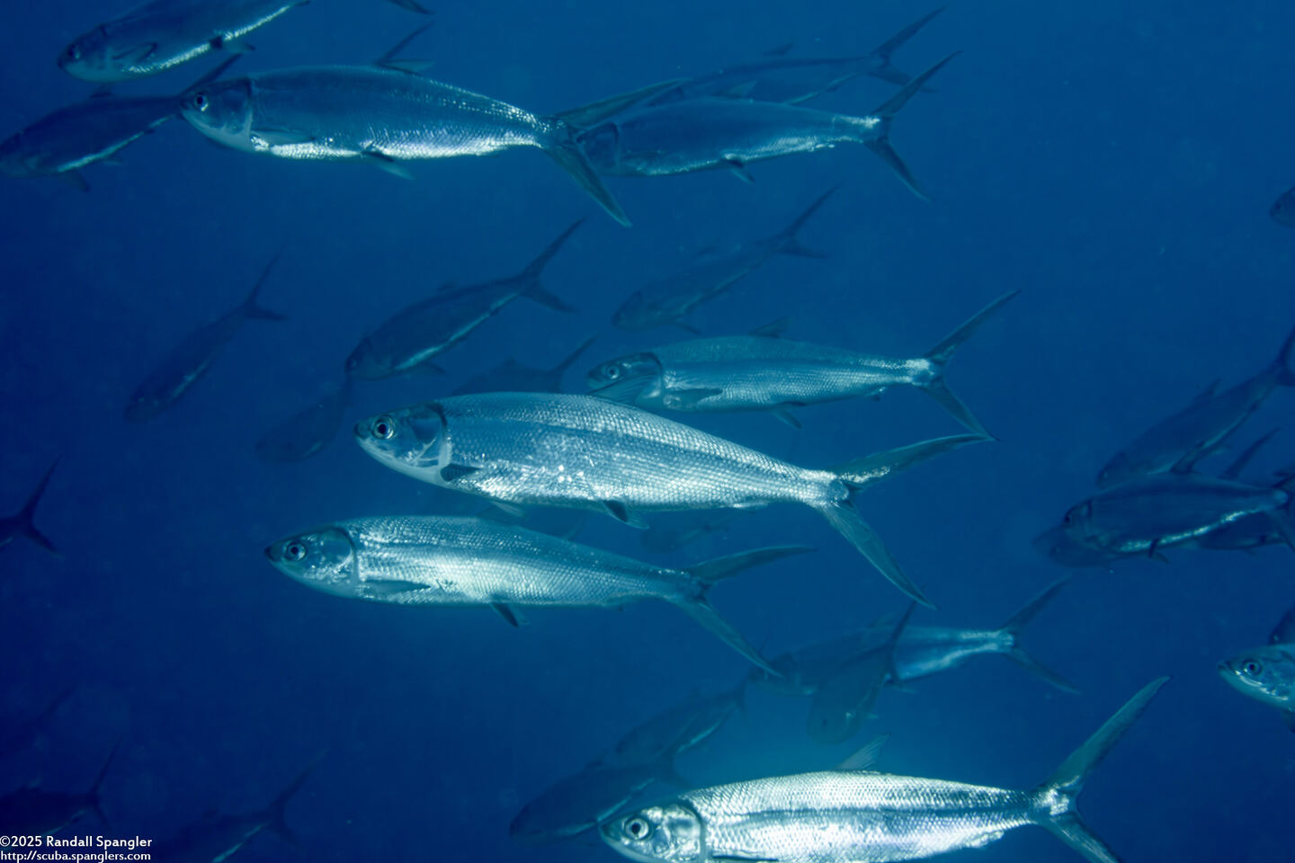 Chanos chanos (Milkfish)