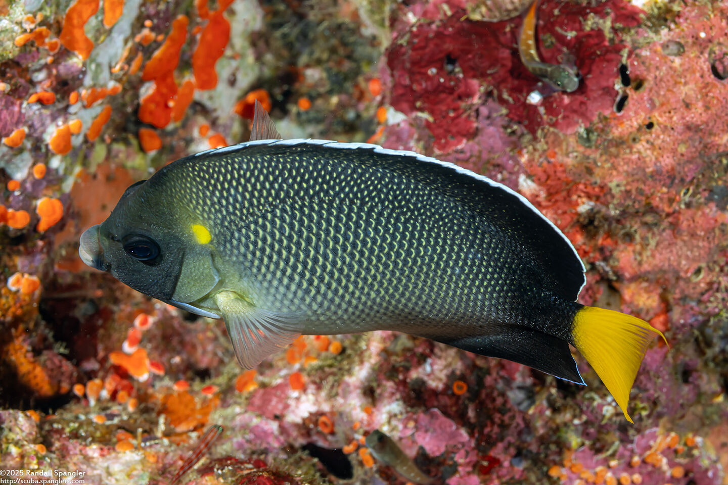 Apolemichthys xanthurus (Indian Yellowtail Angelfish)
