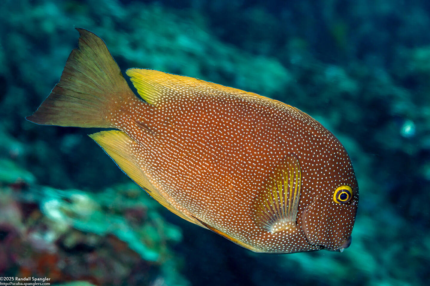 Ctenochaetus truncatus (Yelloweye Bristletooth)