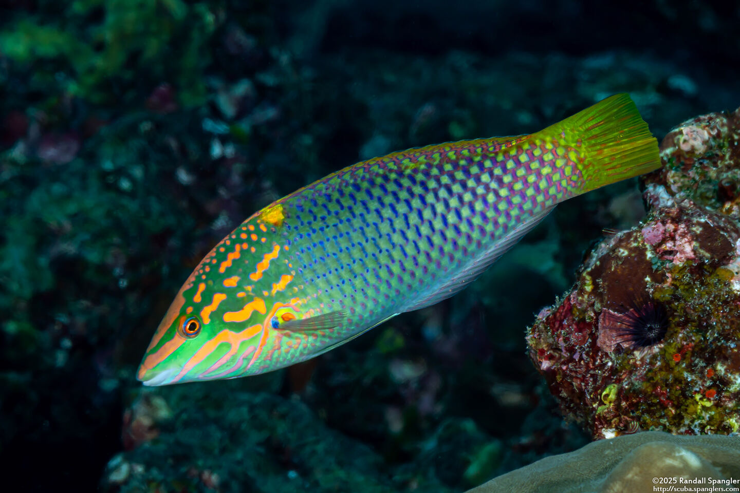 Halichoeres hortulanus (Checkerboard Wrasse)