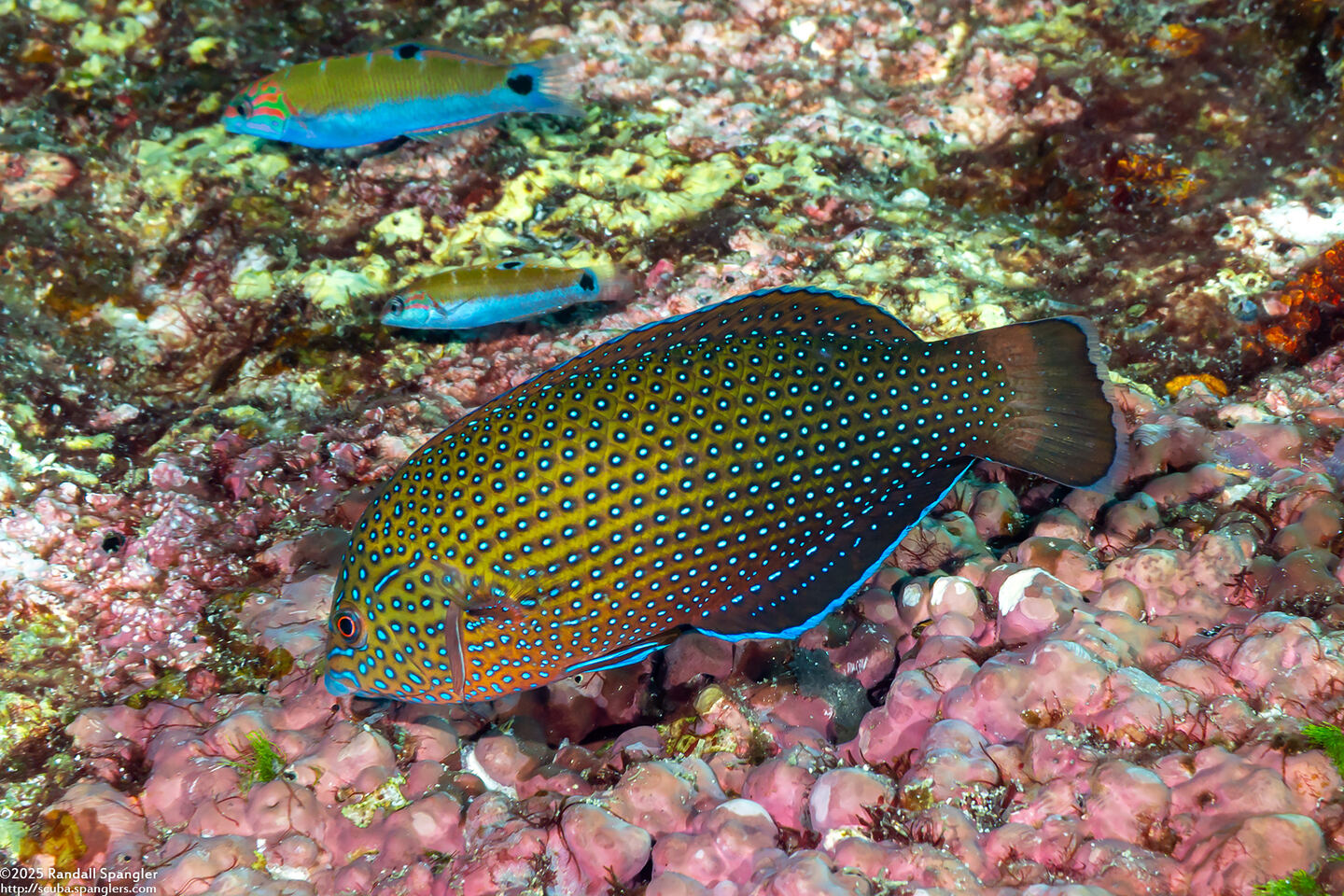 Anampses caeruleopunctatus (Blue-Spotted Wrasse)