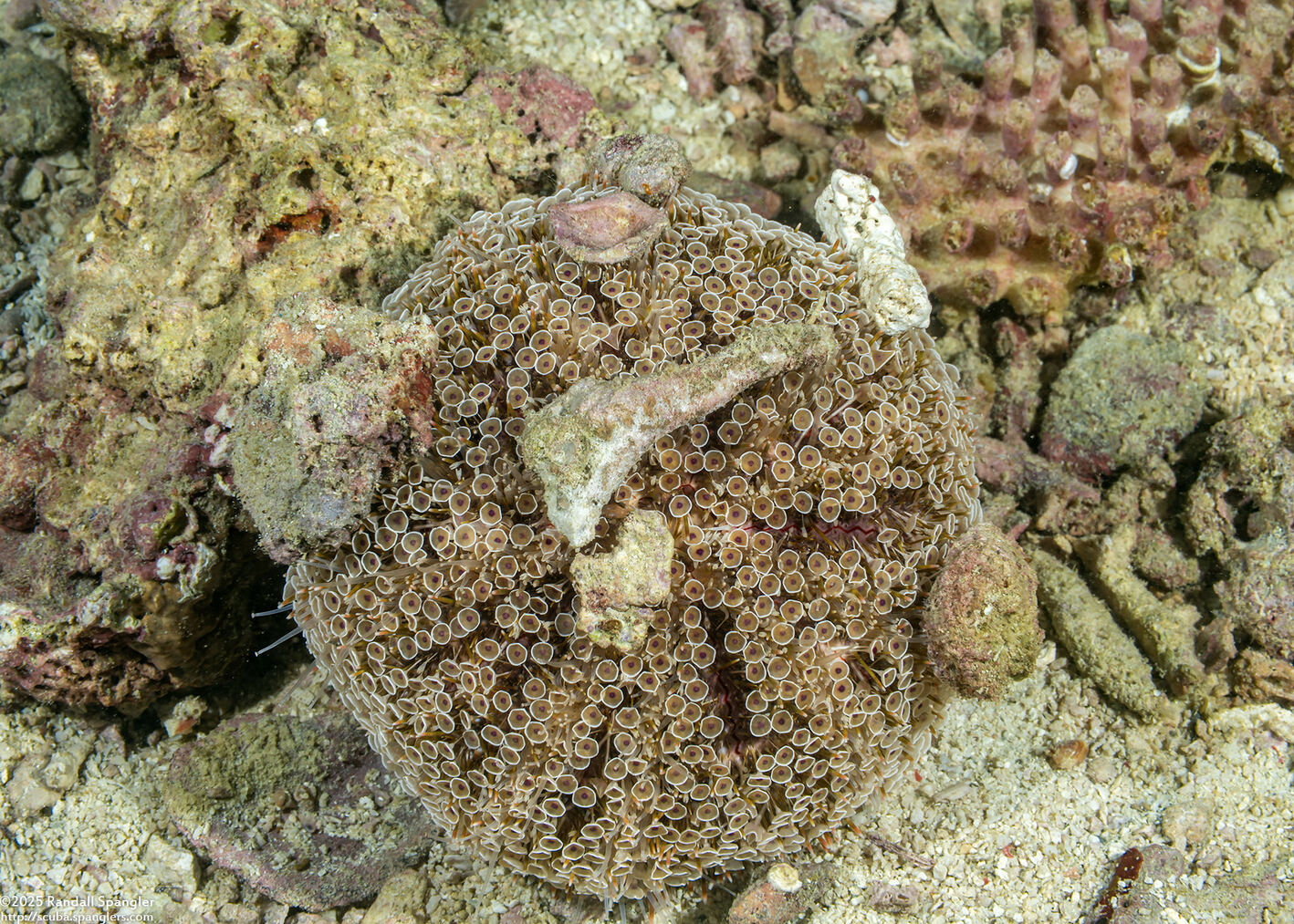 Toxopneustes pileolus (Flower Urchin)