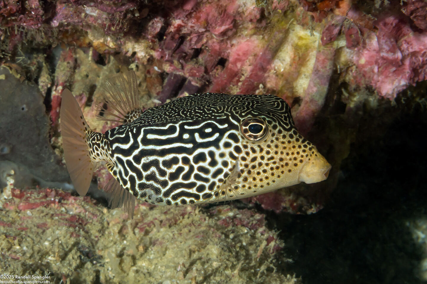 Ostracion solorense (Solor Boxfish)