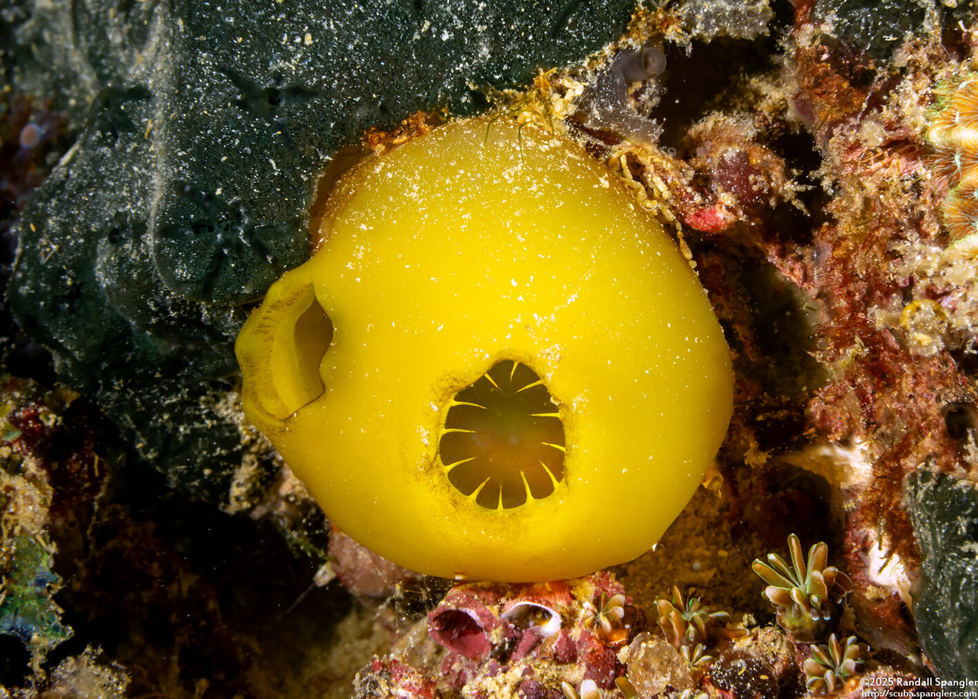 Molgulidae sp.1 (Phlebobranch Ascidian)