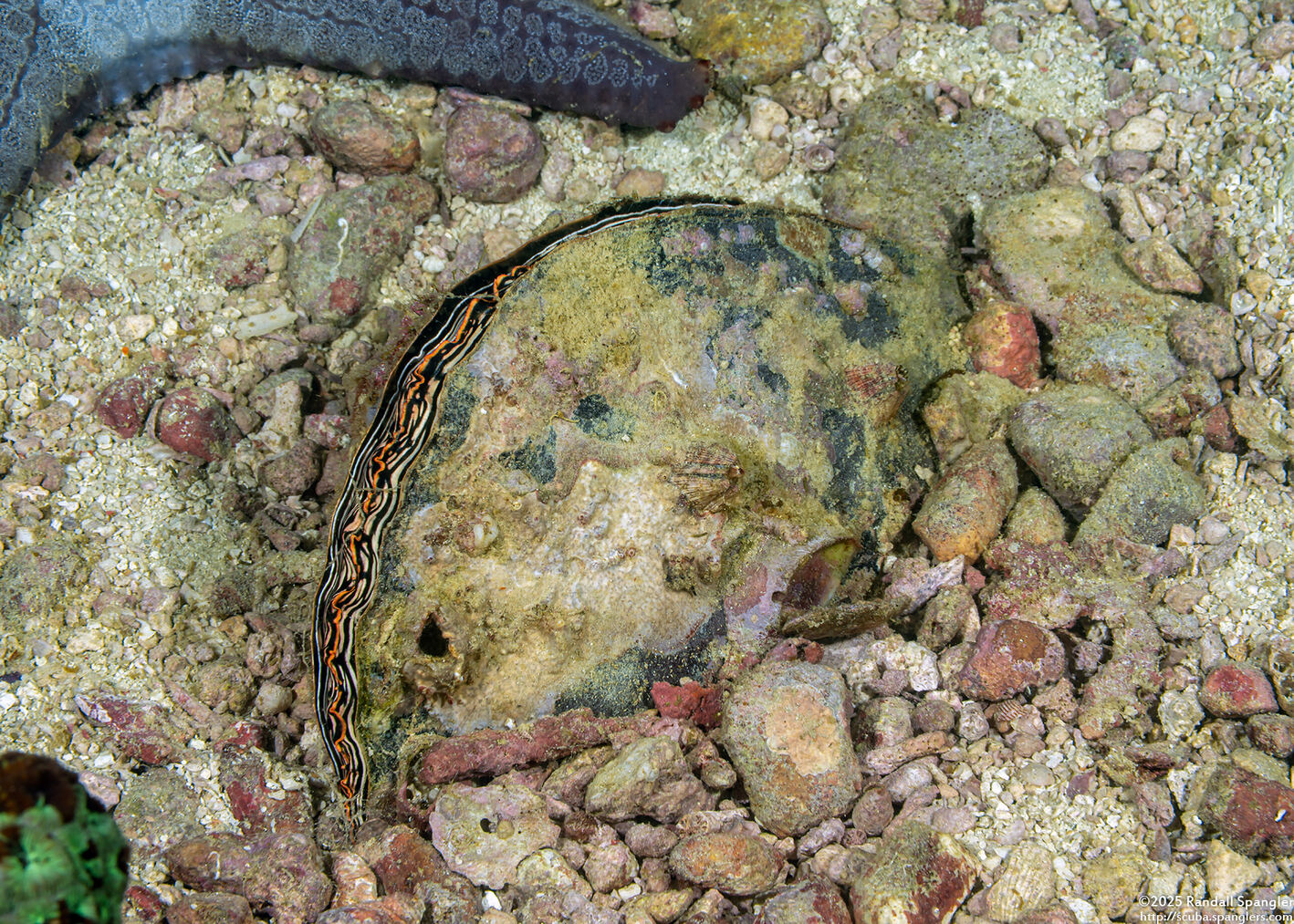 Atrina pectinata (Comb Pen Shell)