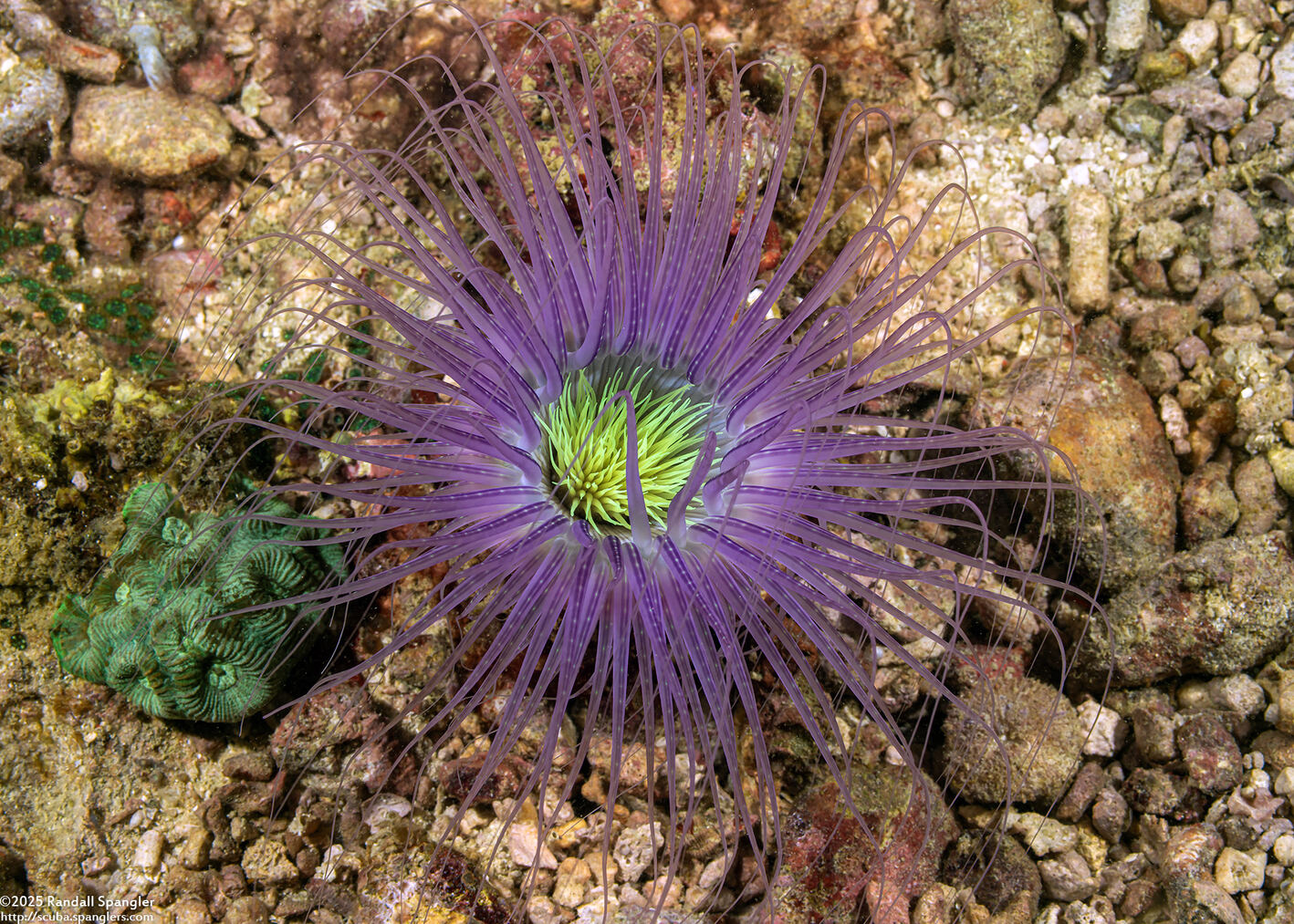 Cerianthus filiformis (Cerianthus Filiformis)