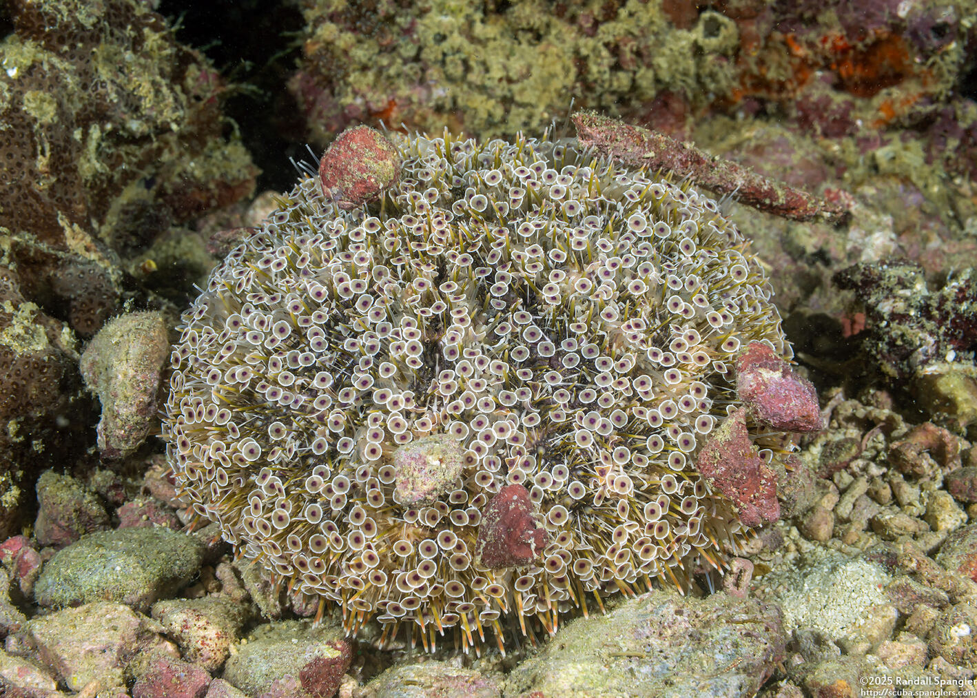 Toxopneustes pileolus (Flower Urchin)