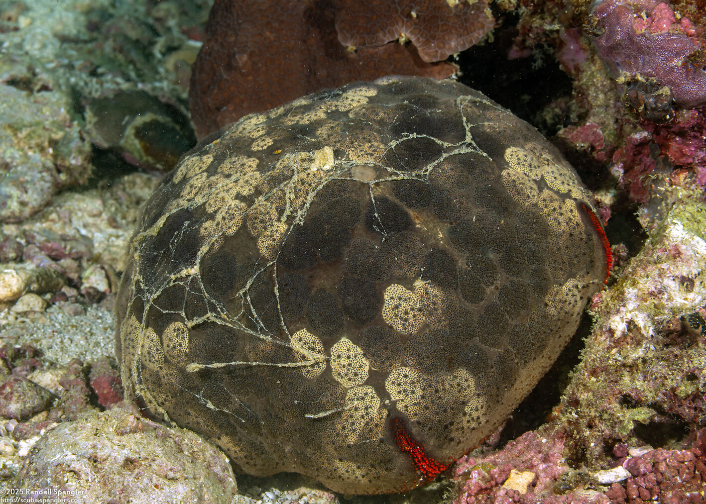 Culcita novaeguineae (Cushion Star)