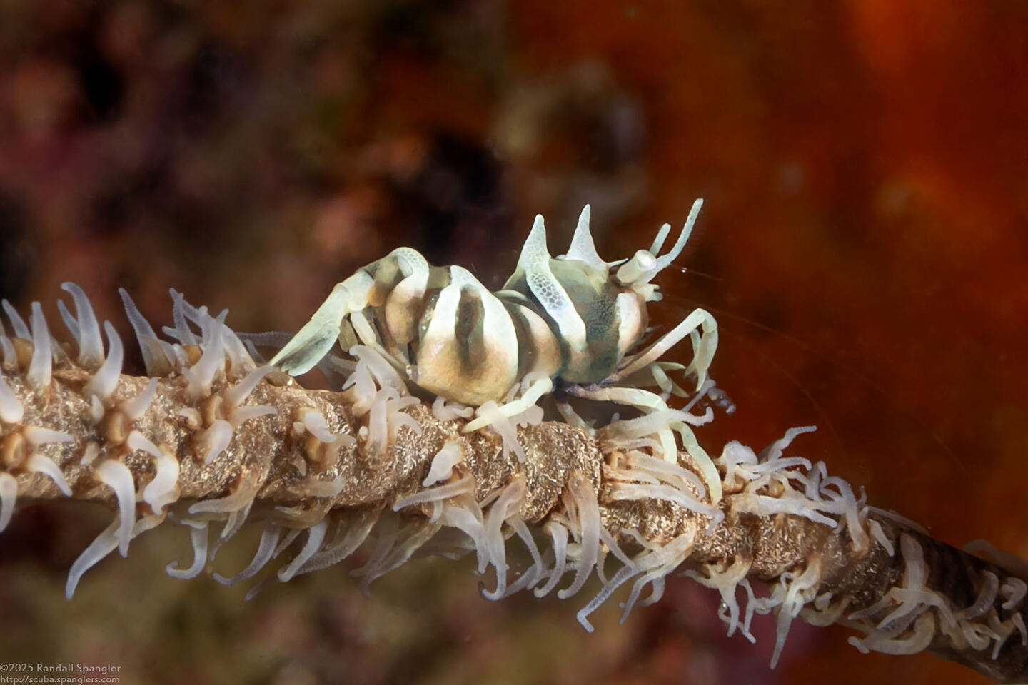 Dasycaris zanzibarica (Zanzibar Wire Coral Shrimp)