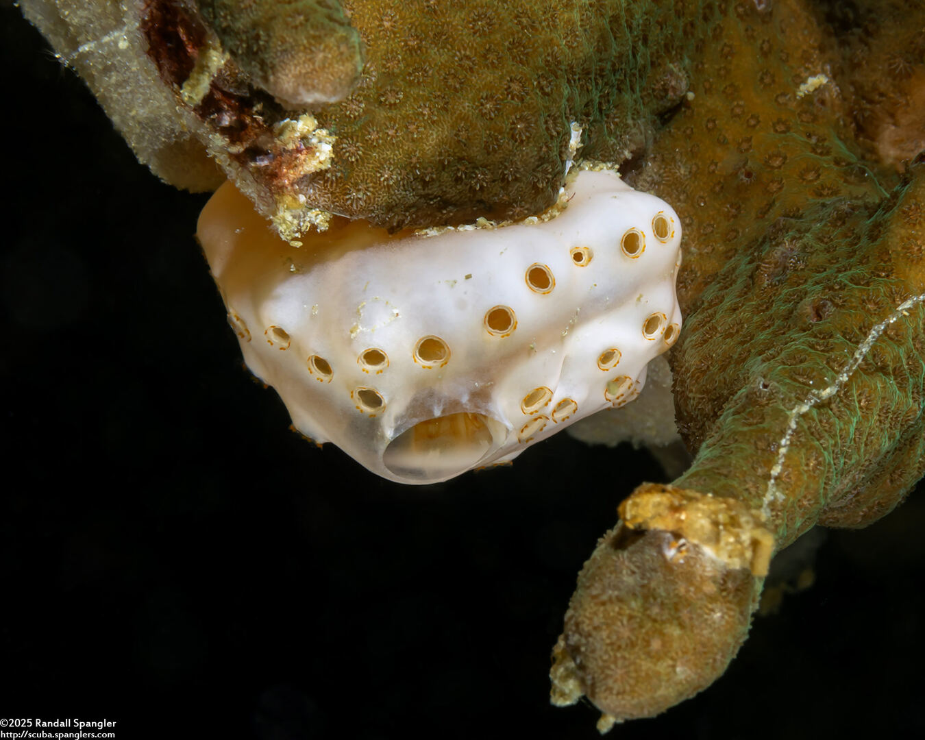 Aplidium breviventer (Aplidium Breviventer)