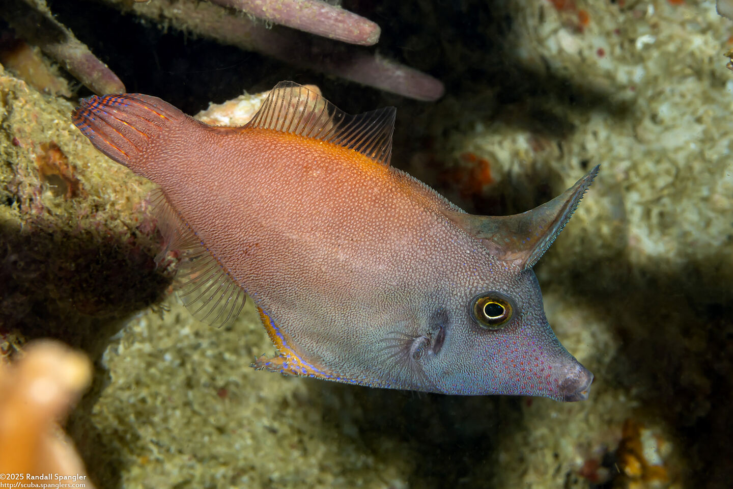Pervagor melanocephalus (Blackheaded Filefish)