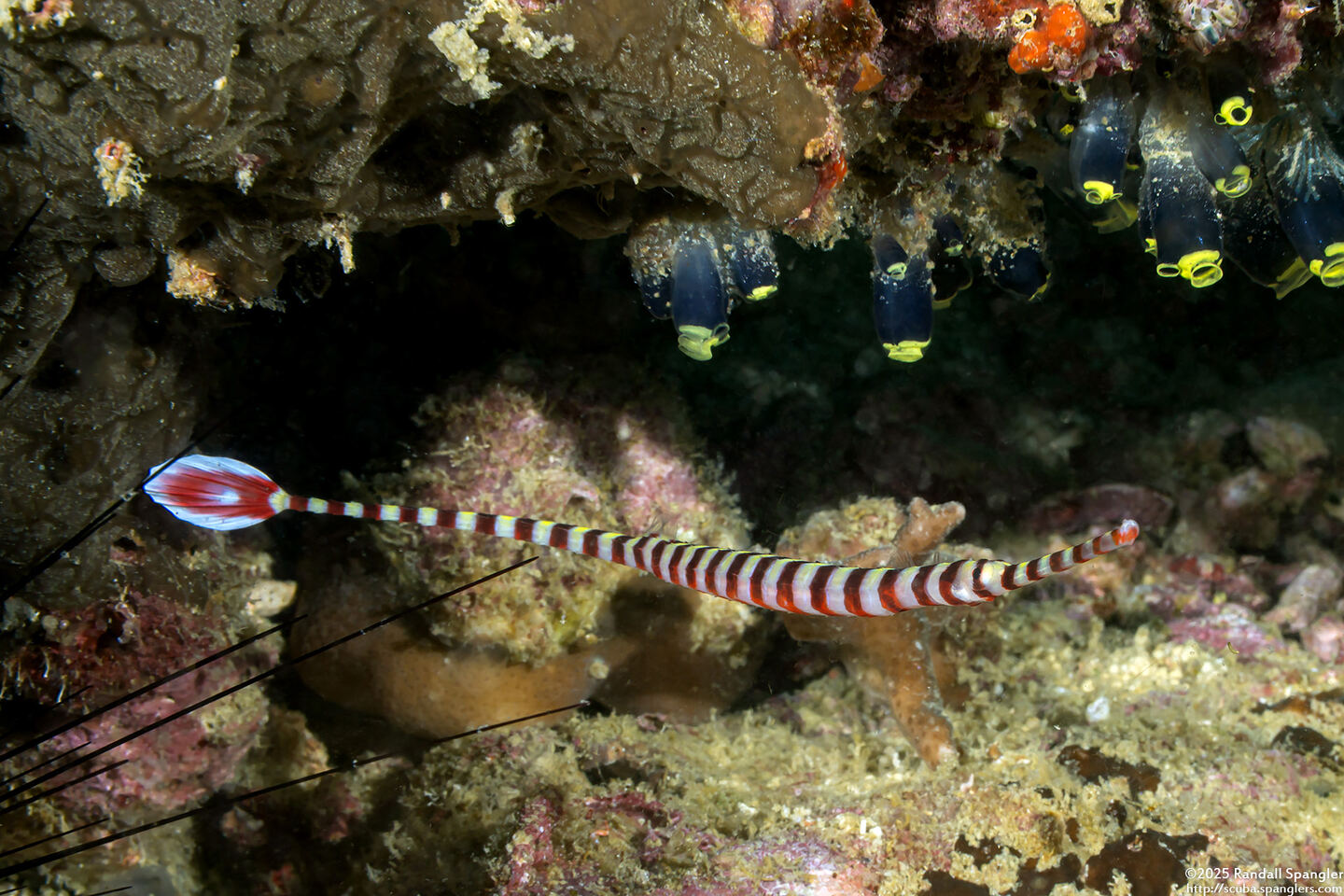 Dunckerocampus dactyliophorus (Ringed Pipefish)