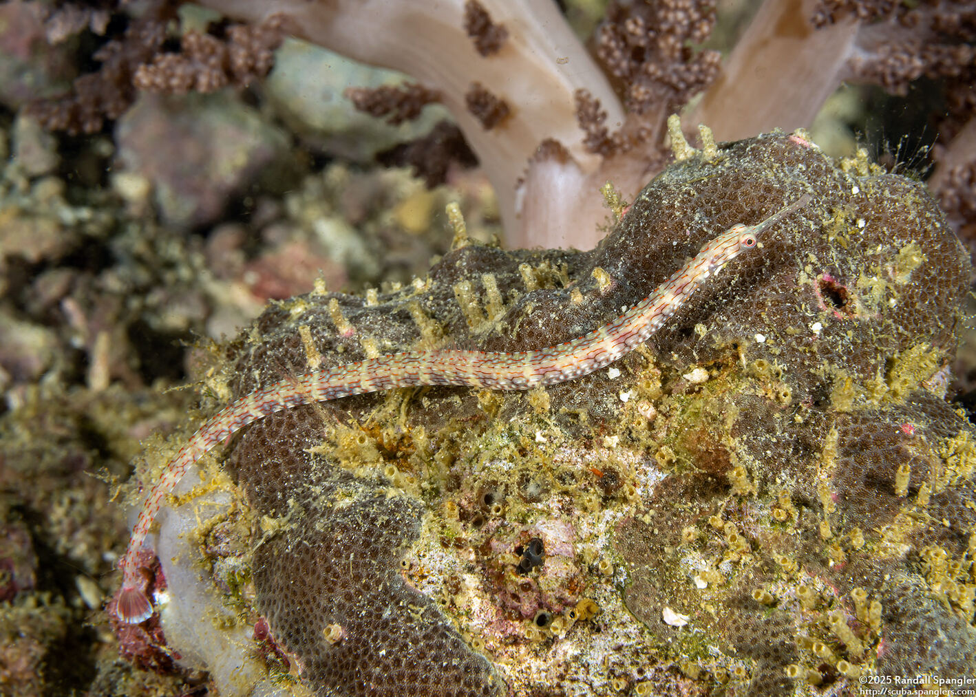 Corythoichthys schultzi (Schultz's Pipefish)