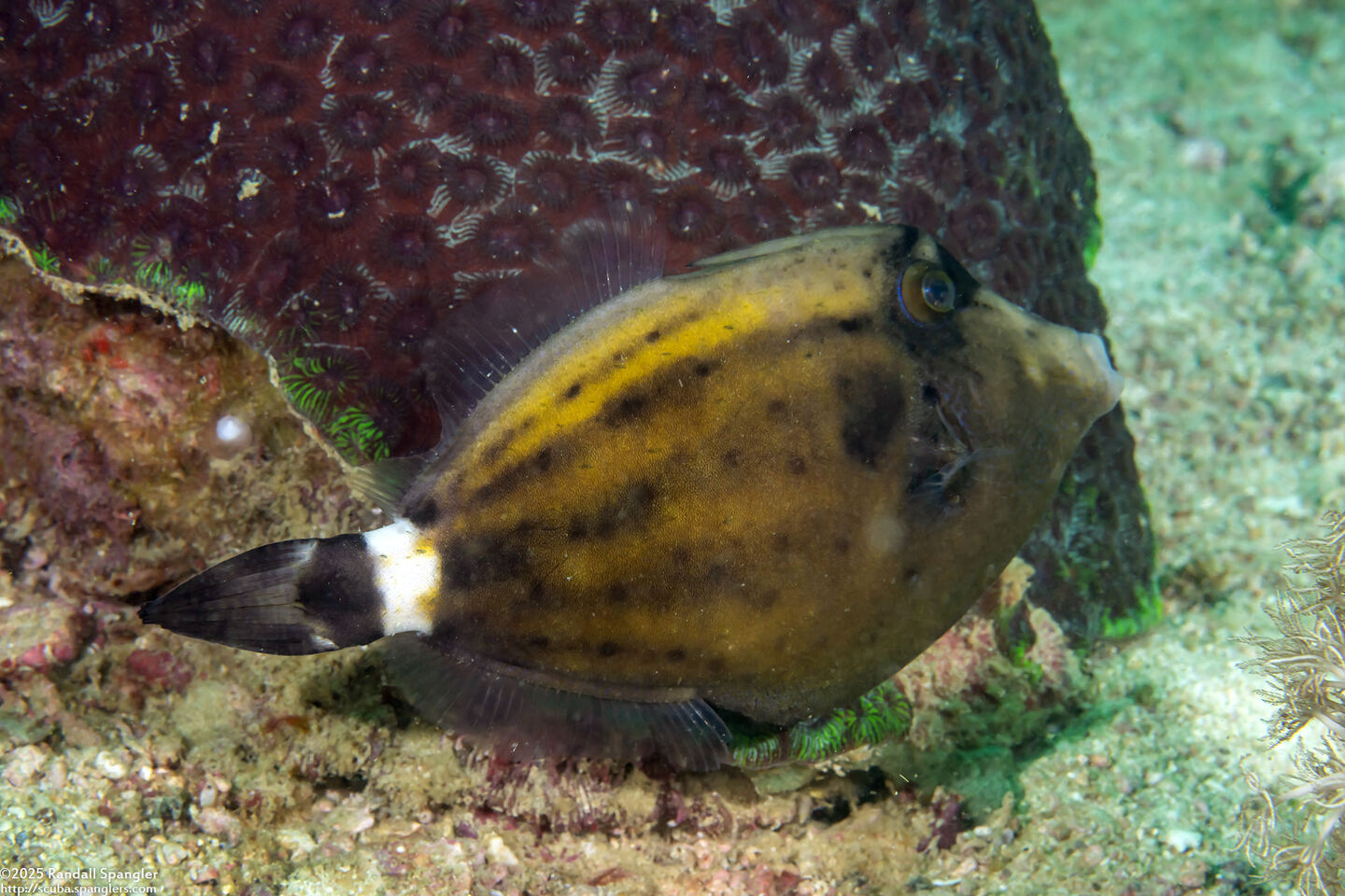Cantherhines fronticinctus (Spectacled Filefish)