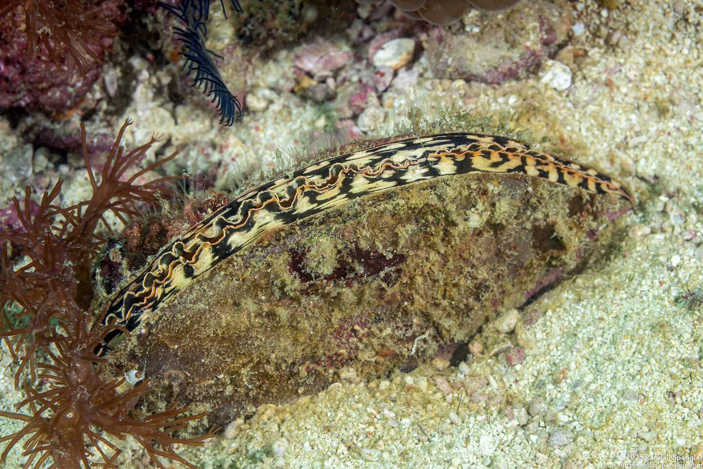 Atrina pectinata (Comb Pen Shell)