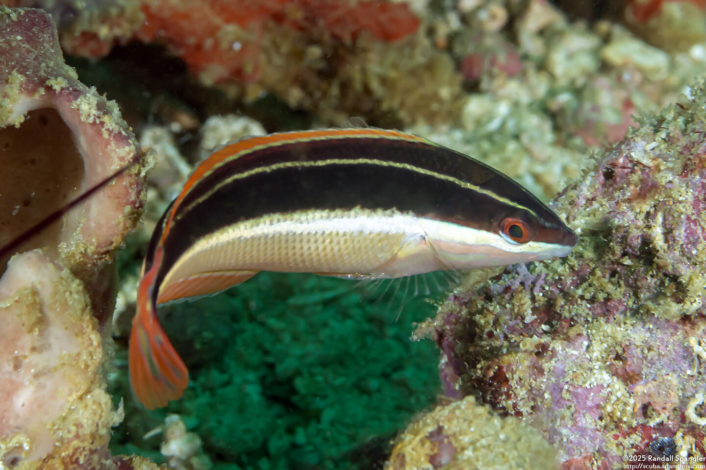 Coris pictoides (Blackstripe Coris)