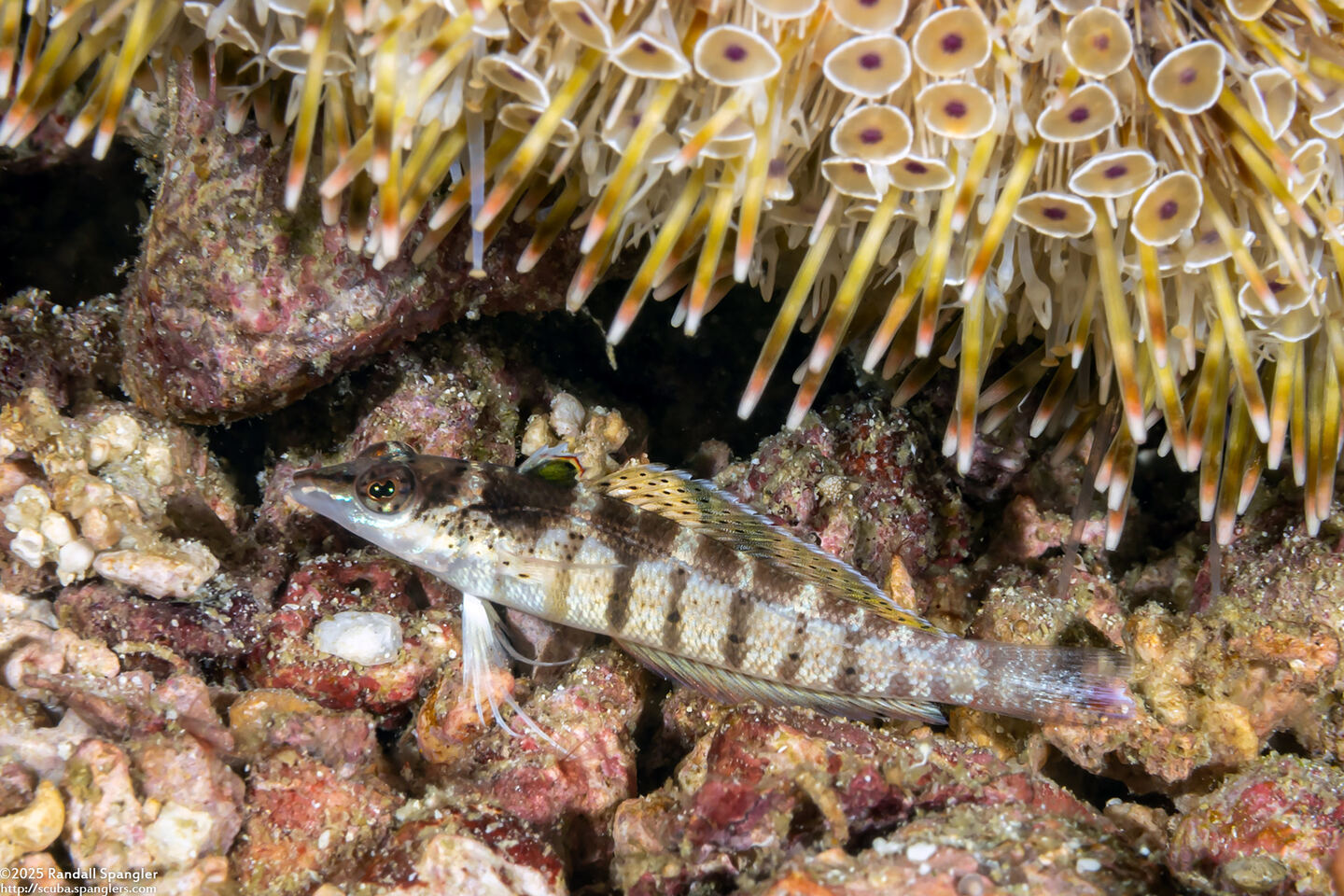 Parapercis lineopunctata (Nosestripe Sandperch)