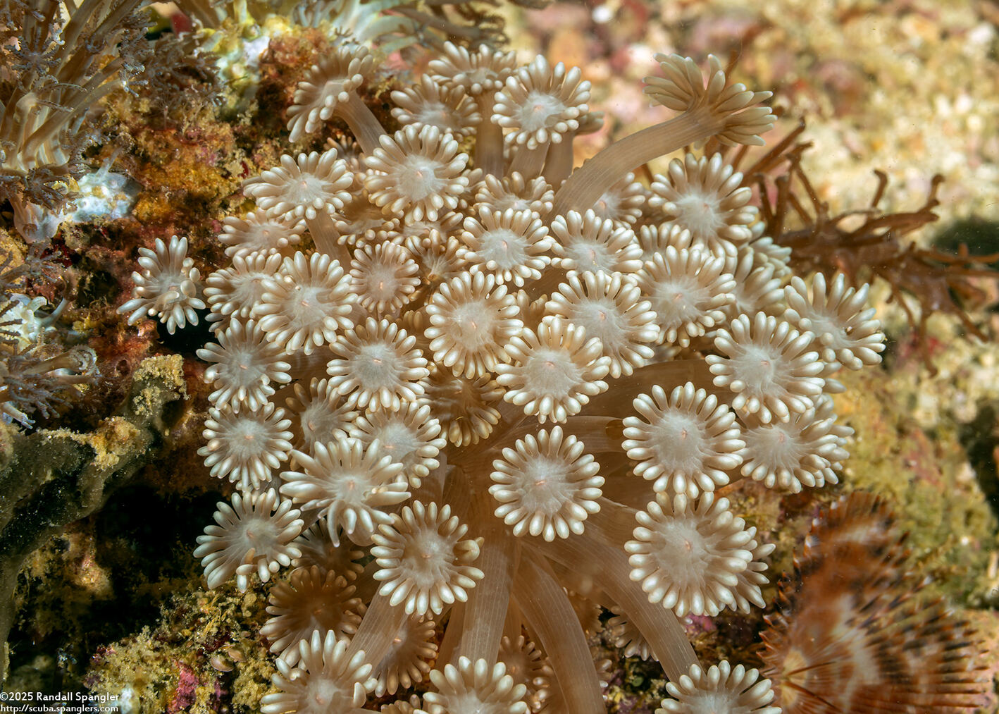 Goniopora cf. djiboutiensis (Goniopora cf. Djiboutiensis)