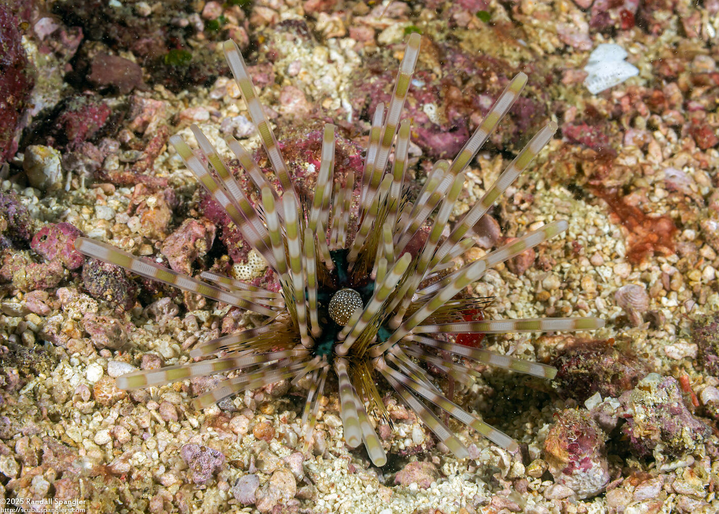 Echinothrix calamaris (Double-Spined Urchin)