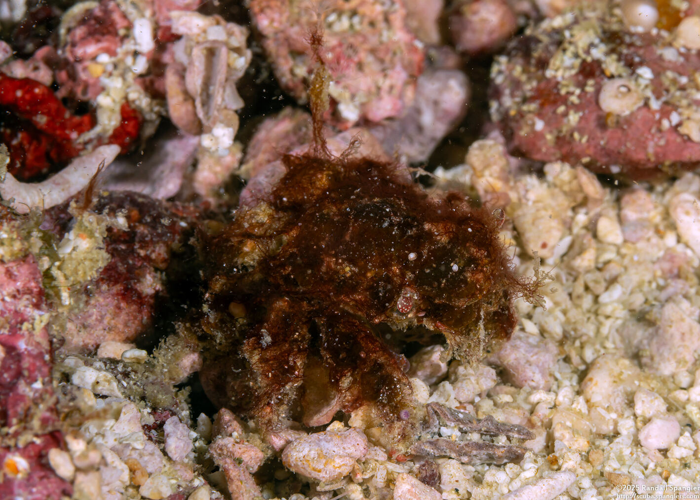 Tiarinia sp.1 (Red-Eyed Decorator Crab)