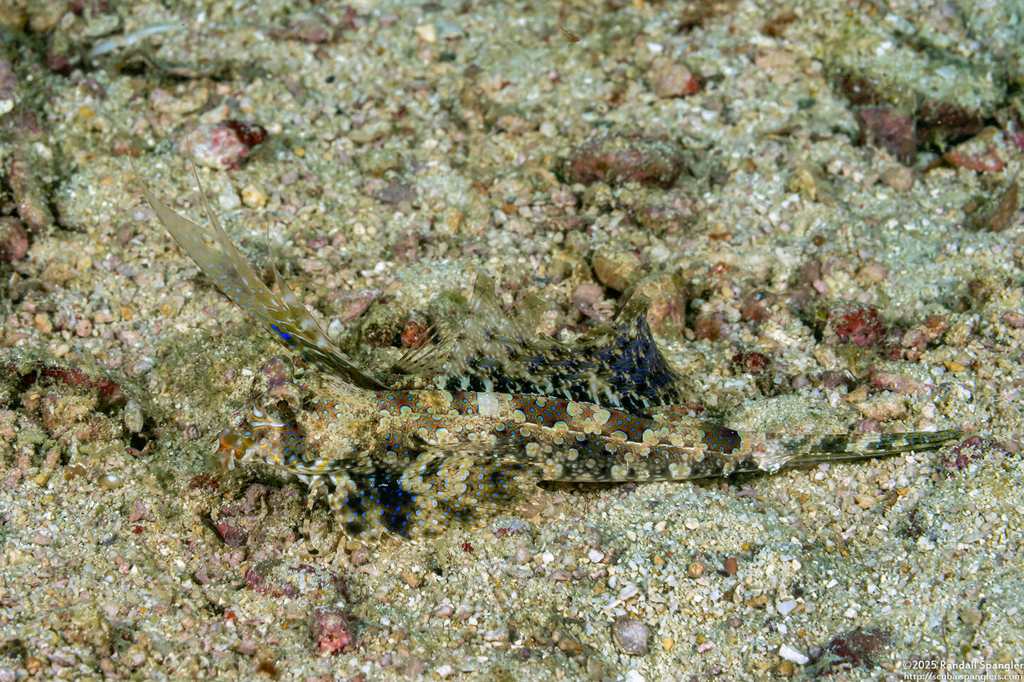 Dactylopus dactylopus (Fingered Dragonet)