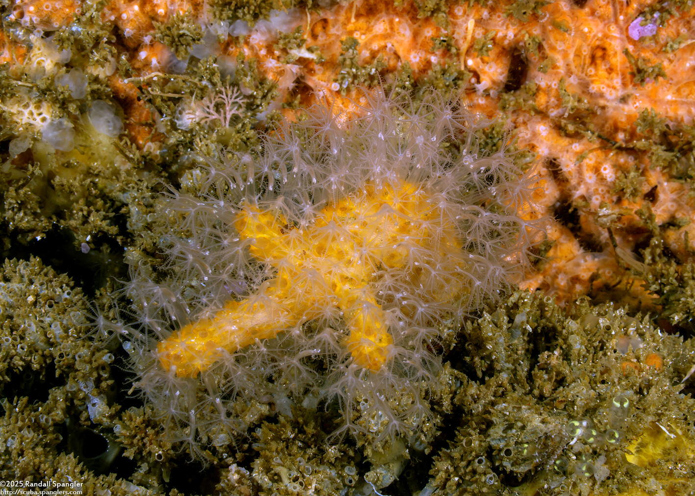 Parasphaerasclera sp.2 (Parasphaerasclera sp.2)