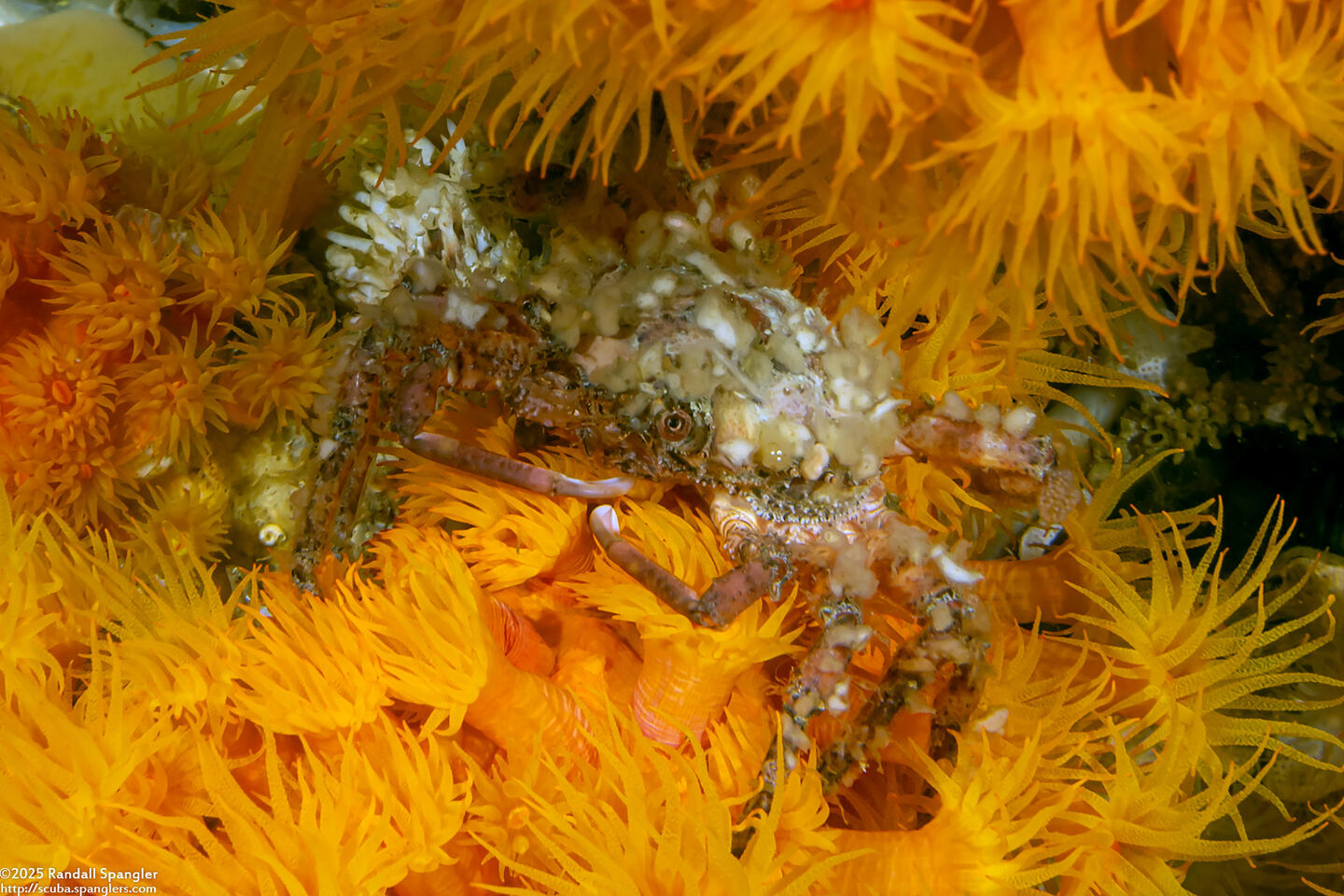 Epialtidae sp.4 (Epialtidae sp.4)