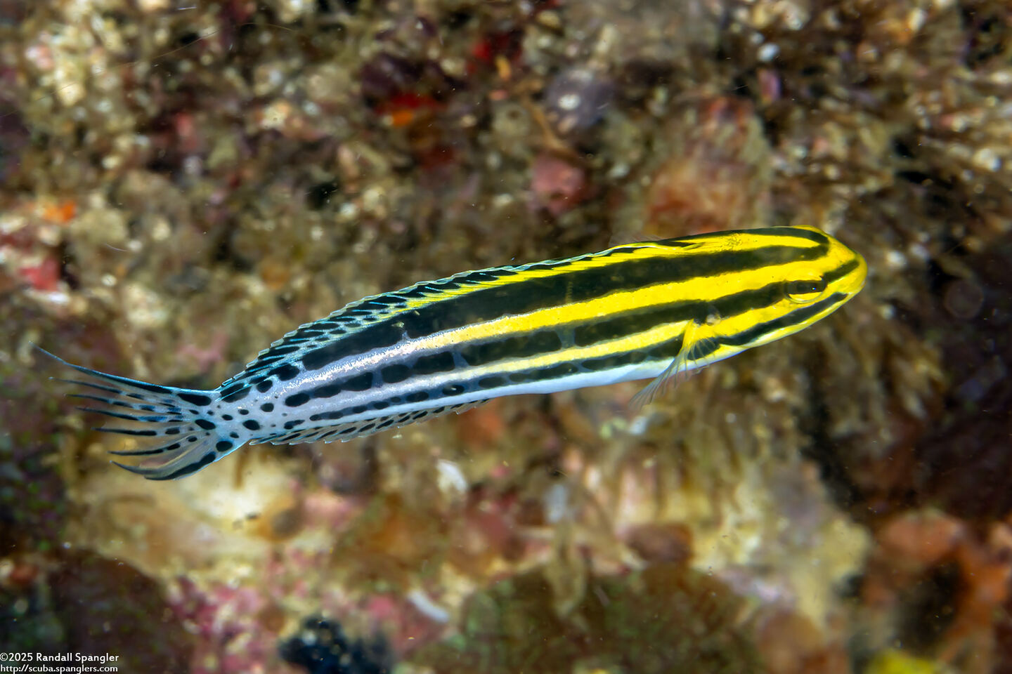 Meiacanthus grammistes (Striped Fangblenny)