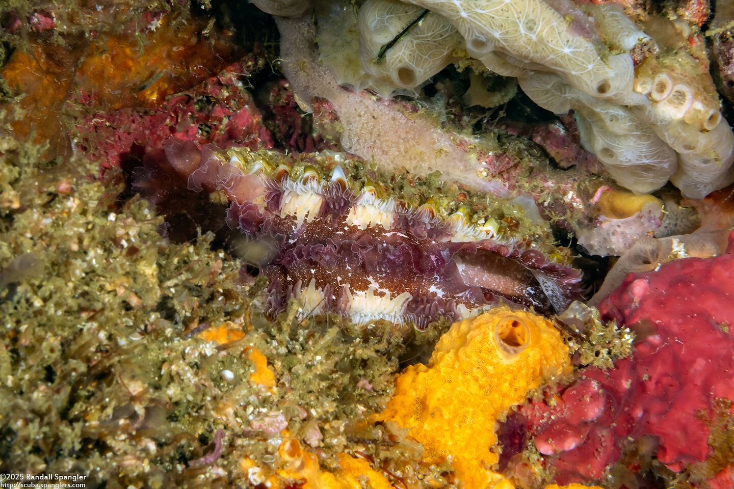 Lima quantoensis (Deep Lima)