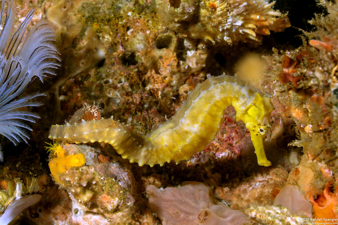 Hippocampus comes (Tigertail Seahorse)