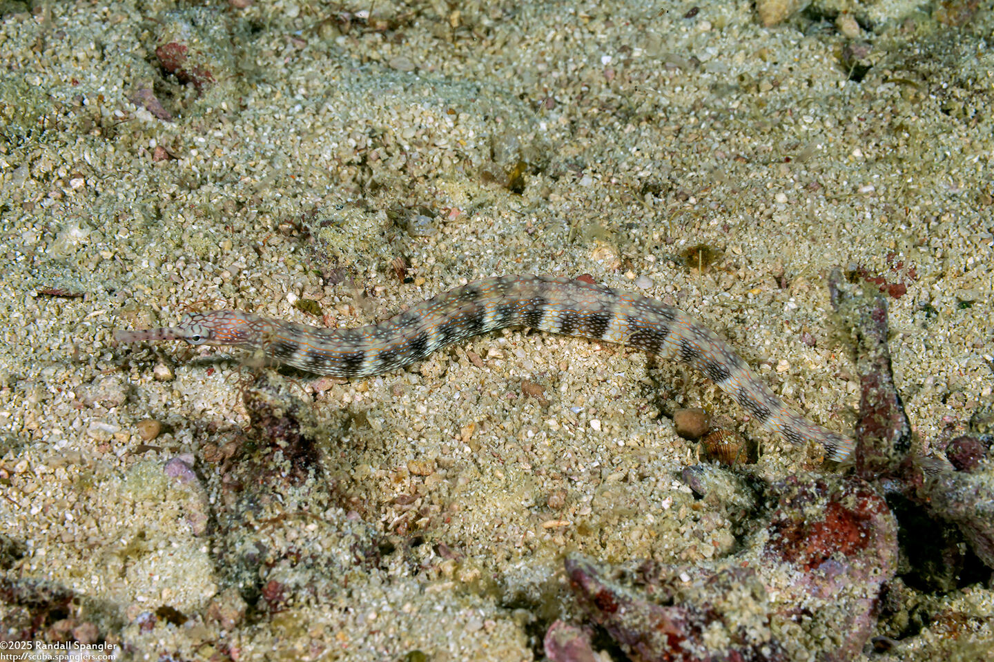 Corythoichthys haematopterus (Reeftop Pipefish)