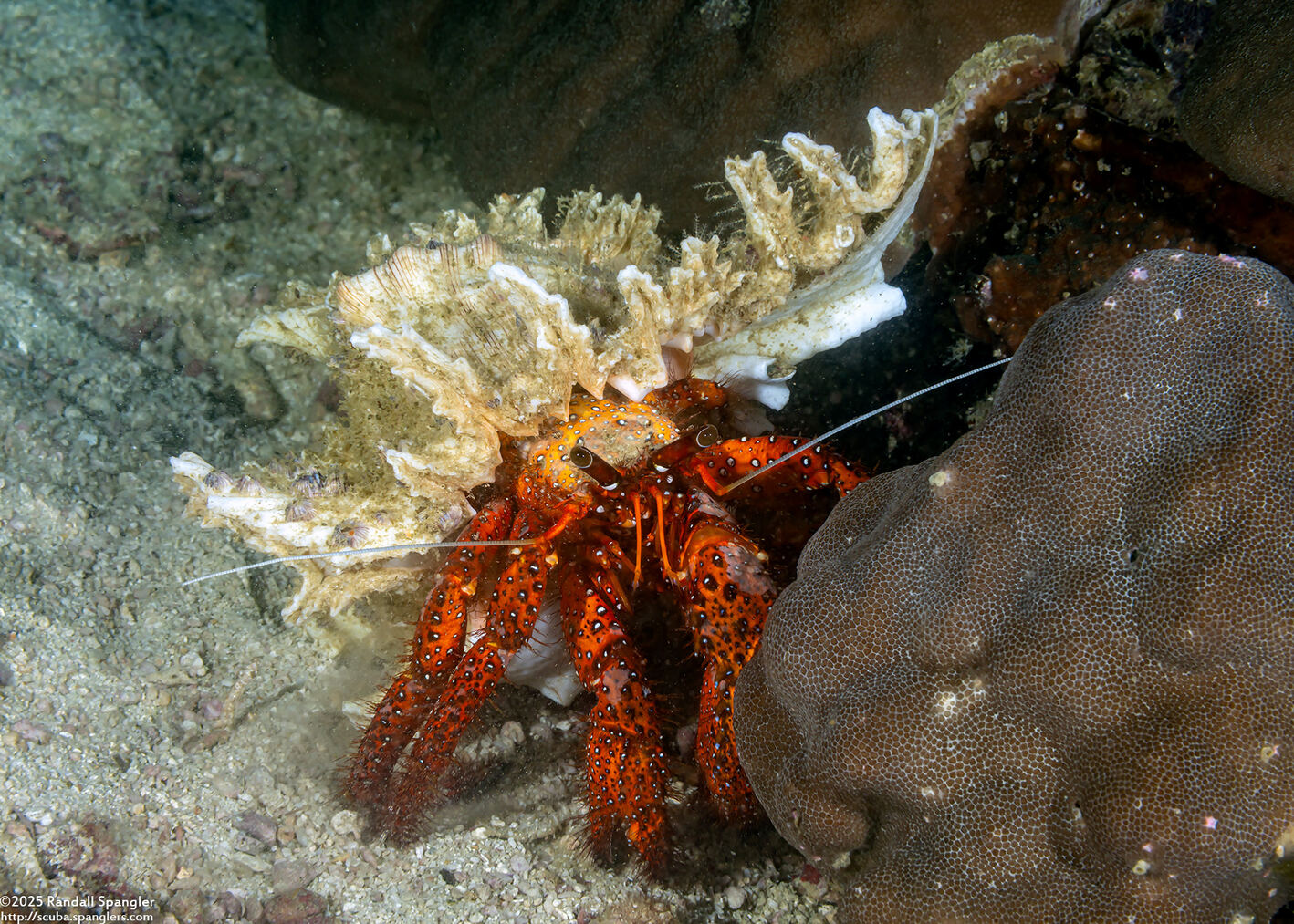 Dardanus megistos (White-Spotted Hermit Crab)
