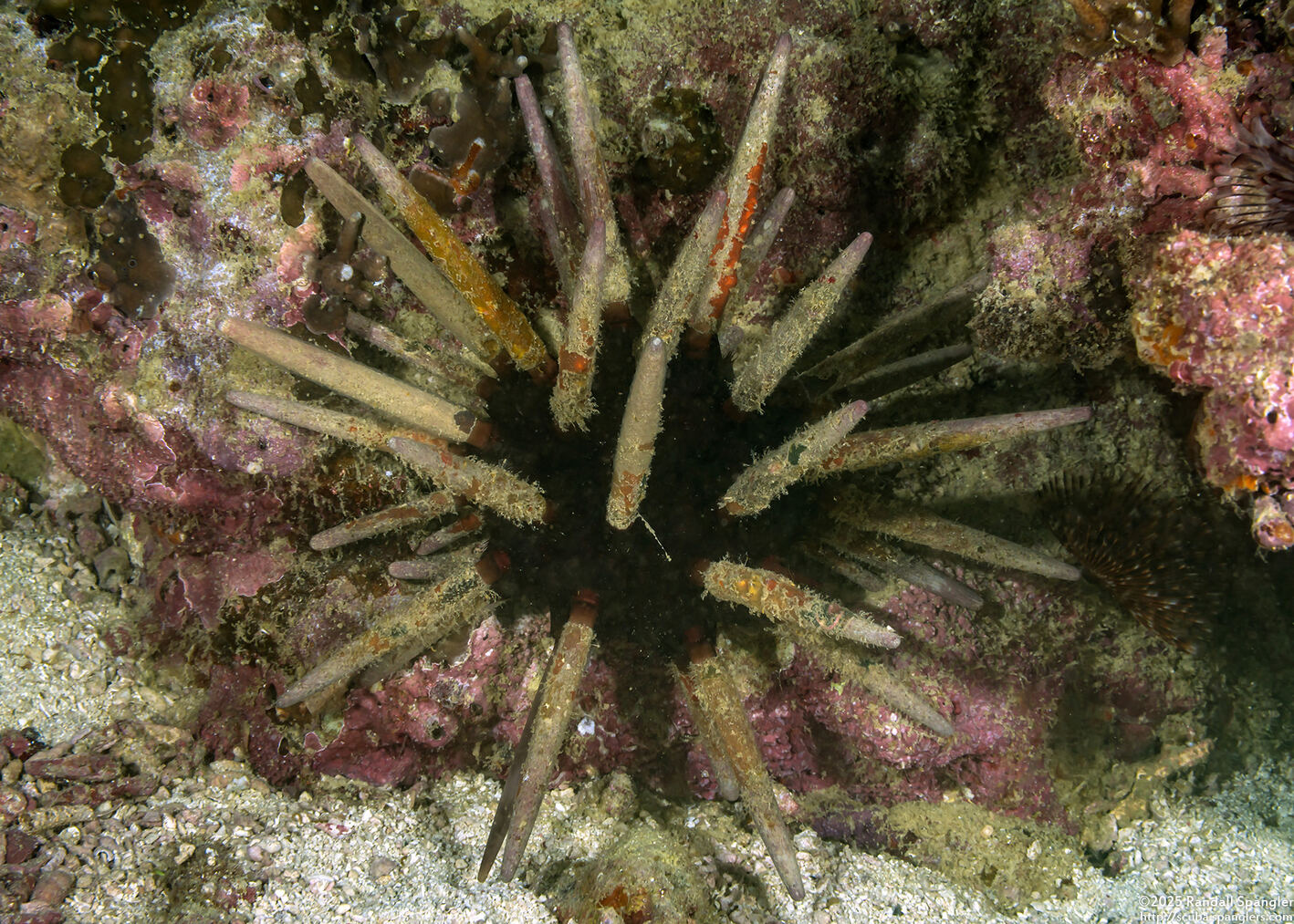 Phyllacanthus imperialis (Imperial Lance Urchin)