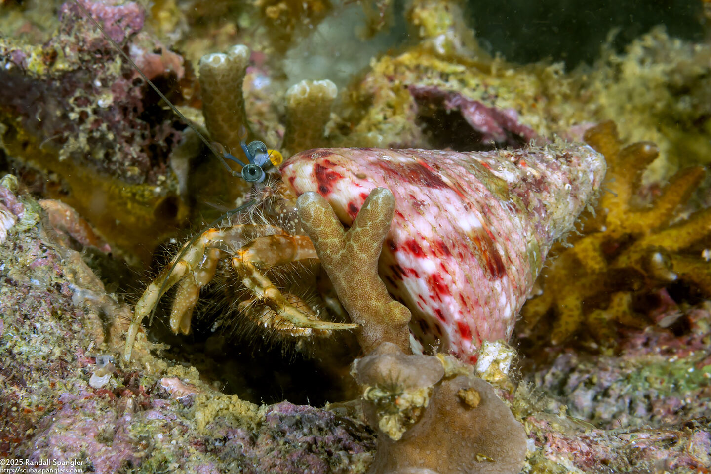Pagurus sp.3 (Blue-Banded Pagurus)