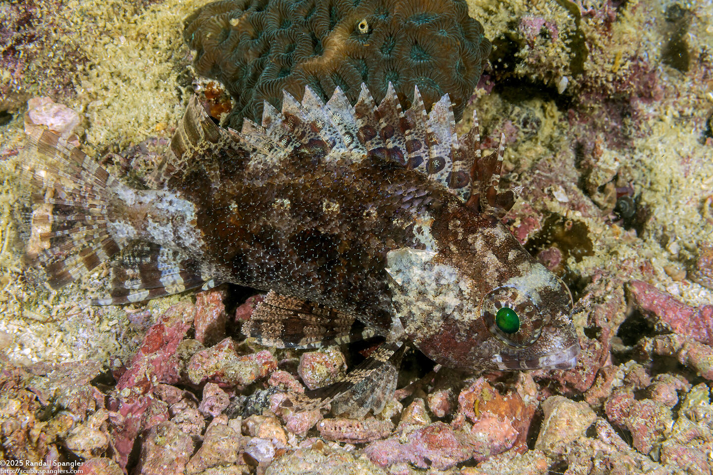 Centrogenys vaigiensis (False Scorpionfish)