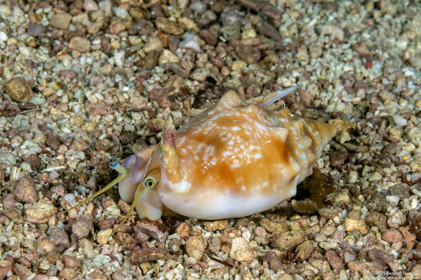 Euprotomus bulla (Bubble Conch)